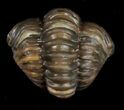 Enrolled Flexicalymene Trilobite From Ohio #10862-1